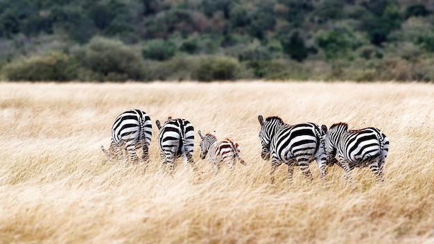 Zebra Famly caminando en praderas de Kenia