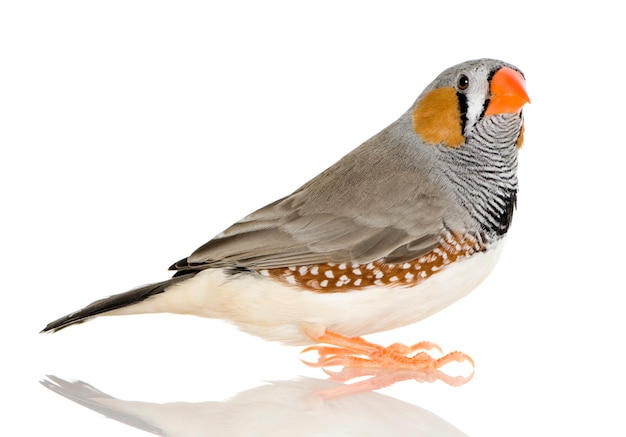 Zebra Finch delante en un blanco aislado