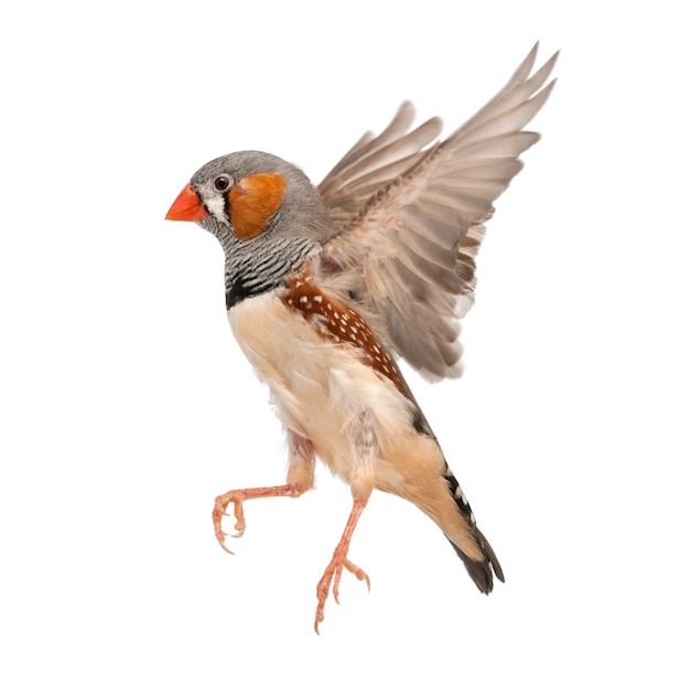 Zebra Finch volando, Taeniopygia guttata, contra la superficie blanca