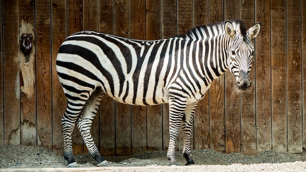 Foto zebra en el fondo de una valla de madera