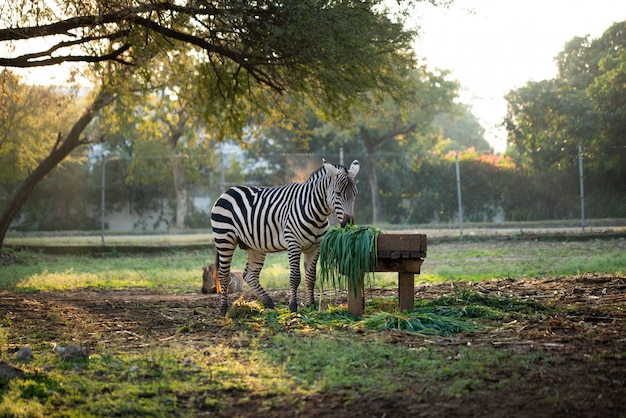 Zebra frisst Gras im Zoo