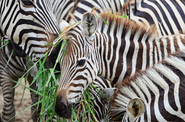 Zebra, Gras zu essen