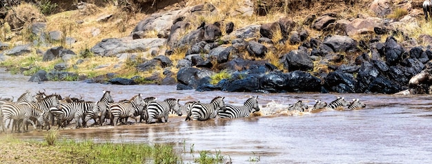 Zebra-Herde, die Fluss-Web-Banner überquert