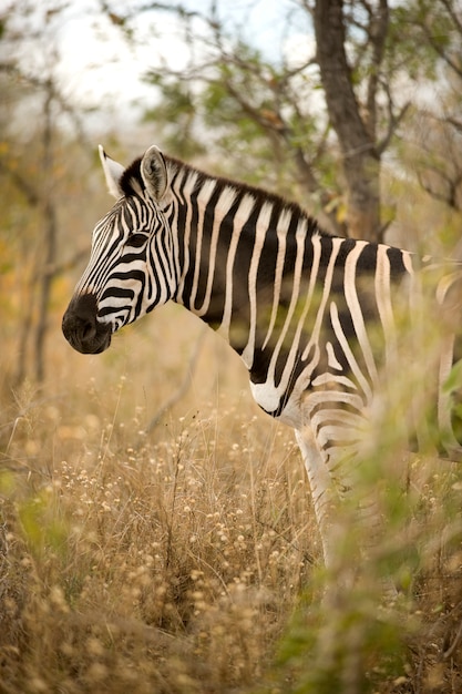 Zebra im Busch