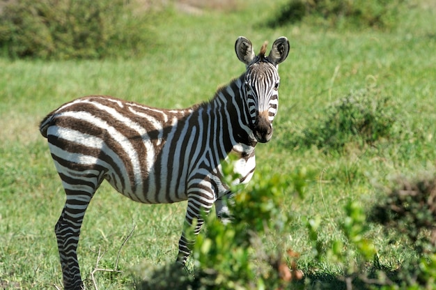 Zebra im National Reserve of Africa, Kenia