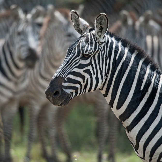 Zebra im Serengeti-Nationalpark