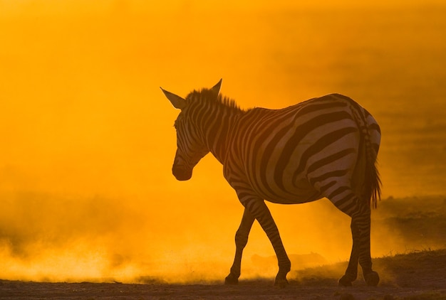 Zebra im Staub gegen die untergehende Sonne. Kenia. Tansania. Nationalpark. Serengeti. Maasai Mara.