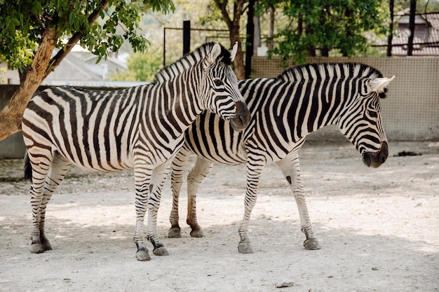 Zebra im Zoo