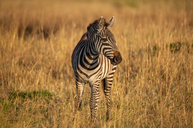 Zebra in der Morgensonne