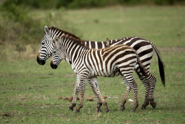 Zebra in der Serengeti, Tansania, Afrika