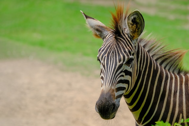 Zebra in einem Naturschutzgebiet