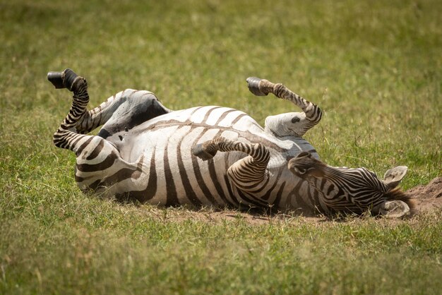 Foto zebra de las llanuras disfrutando de un baño de polvo en la espalda