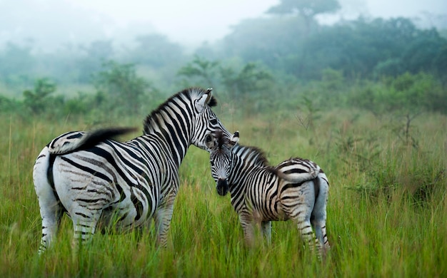 Zebra madre y potro de pie juntos en la niebla de la mañana