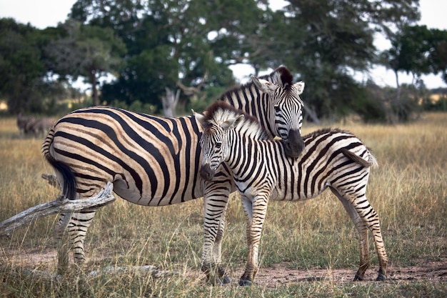 Zebra mãe e bebê potro no Greater Kruger National Park África do Sul