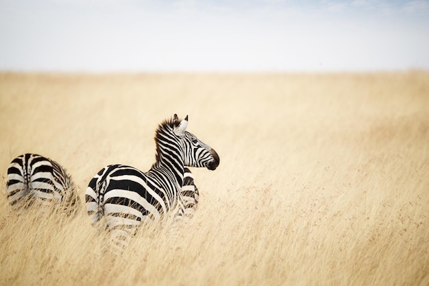 Zebra mit Blick auf Gras in Kenia Afrika