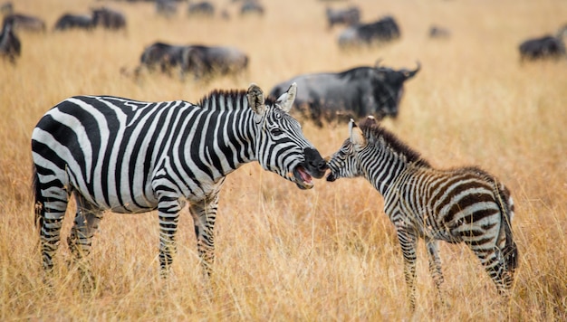 Zebra mit einem Baby. Kenia. Tansania. Nationalpark. Serengeti. Maasai Mara.