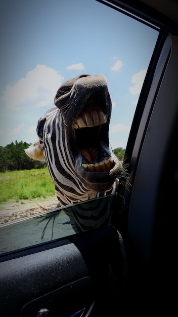 Foto zebra mit offenem maul durch das autofenster