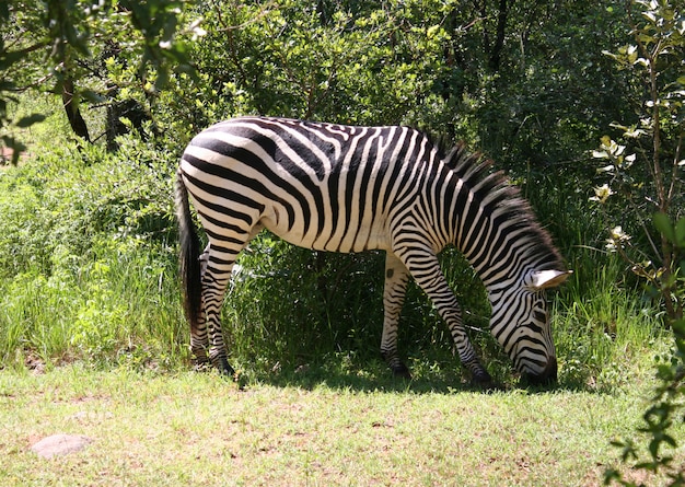 zebra na África