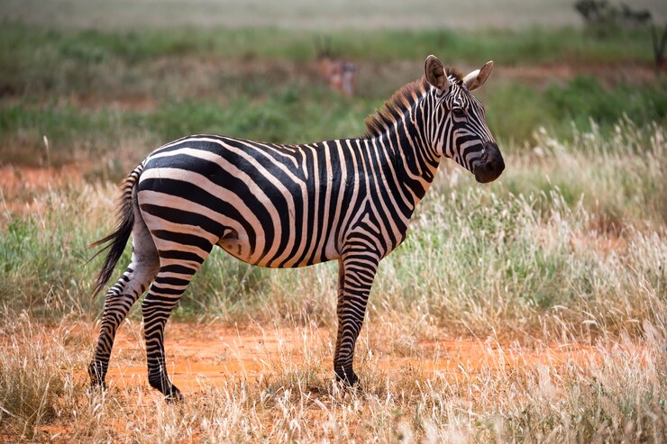 Zebra na grama da savana