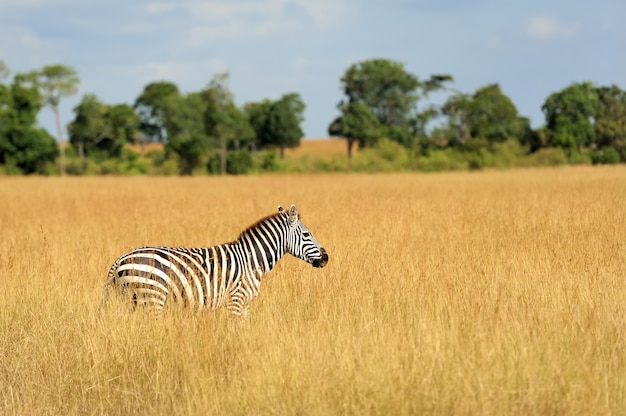 Zebra na pastagem do Parque Nacional da África