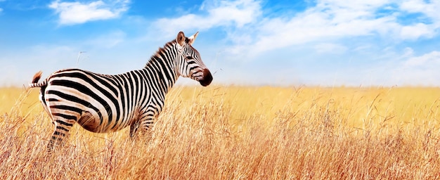 Zebra na savana africana
