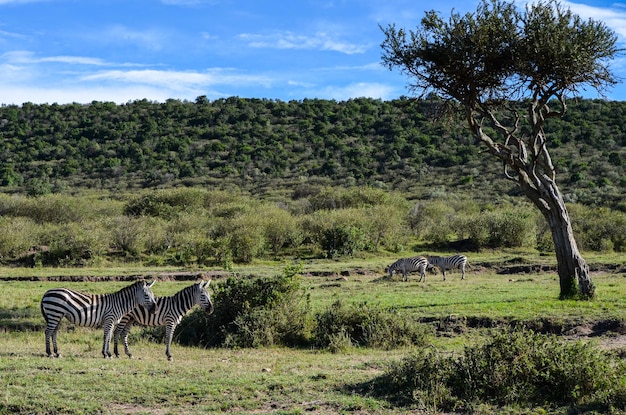 Zebra na savana no Parque Nacional Masai Mara no Quênia África