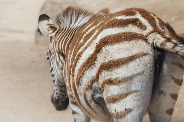 Zebra no campo