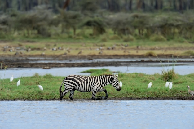 Zebra no lago do Parque Nacional. África, Quênia