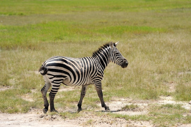 Zebra no Parque Nacional. África, Quênia