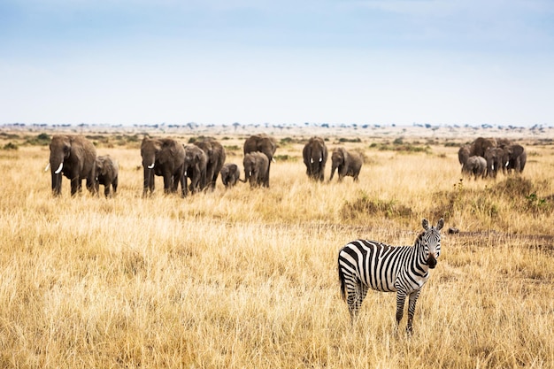 Zebra no Quênia com grande manada de elefantes