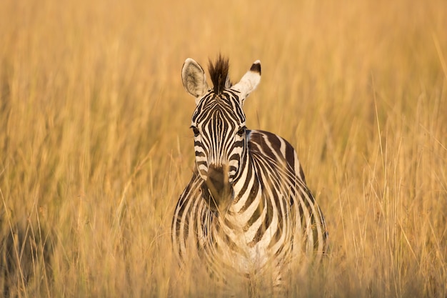 Zebra no sol da manhã