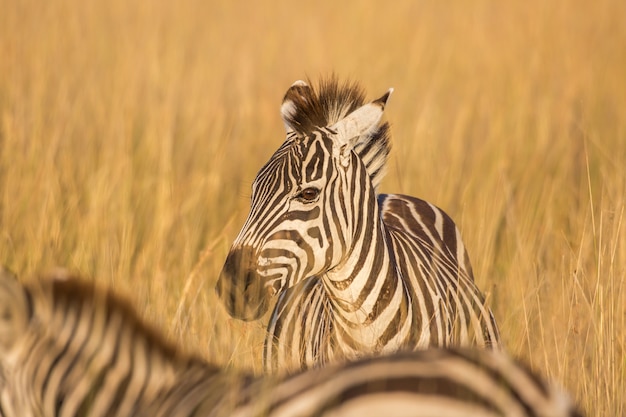 Zebra no sol da manhã