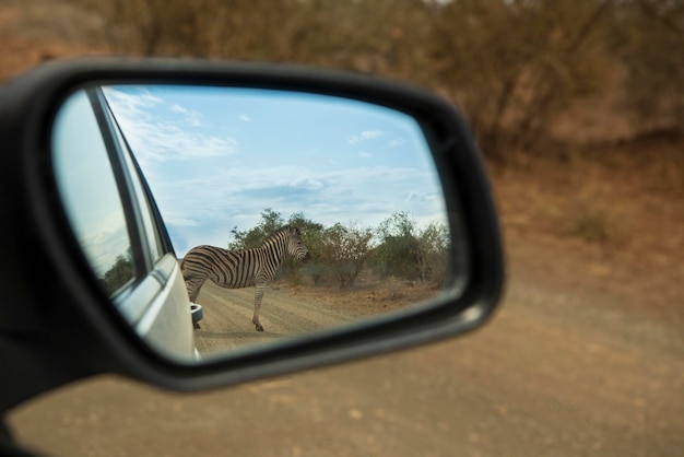 Zebra observada pelo espelho retrovisor do veículo