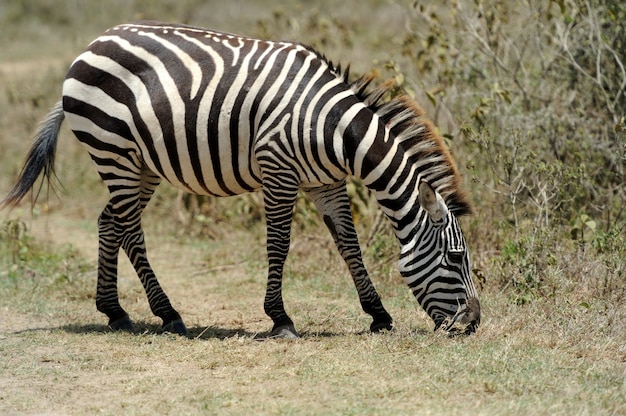 Foto zebra en el parque nacional. áfrica, kenia