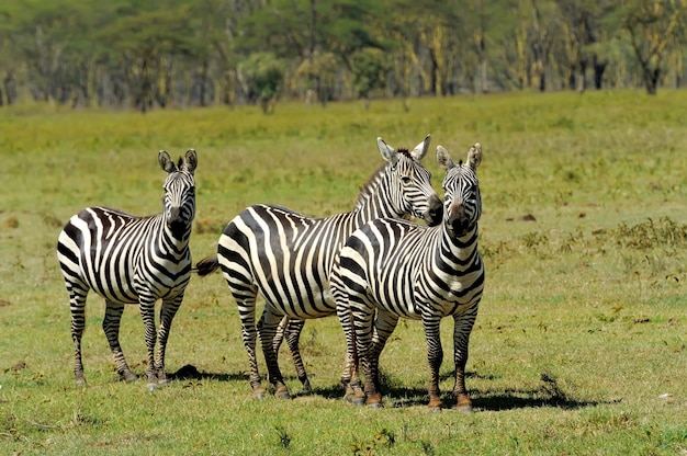 Zebra en el Parque Nacional. África, Kenia