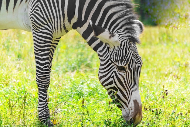 Foto zebra pasta en el prado animal salvaje en la naturaleza