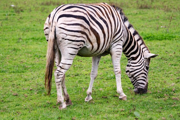 Foto zebra pastando en un campo