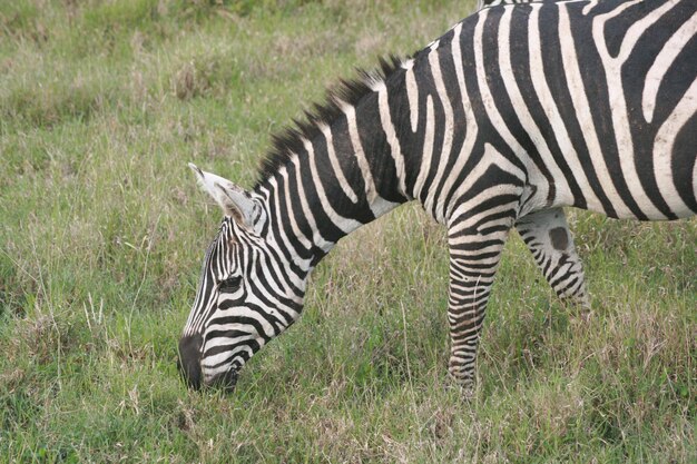 Foto zebra pastando em um campo gramado