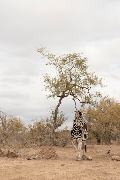 Zebra pastando em um campo. Parque Nacional Kruger, África do Sul