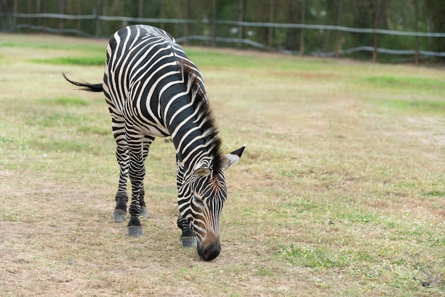 Zebra pastando na pastagem do parque safári