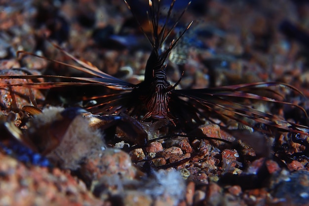 Zebra peixe-leão foto subaquática