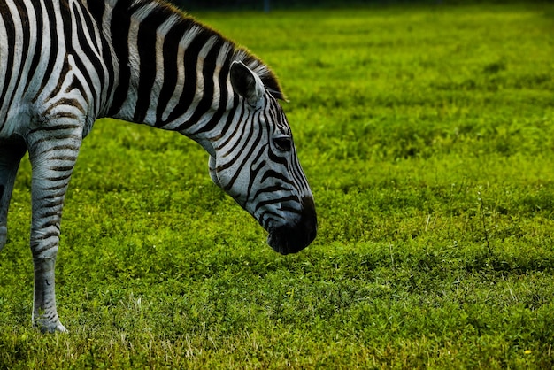 Foto zebra de pie en el campo