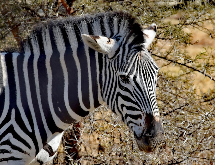 Foto zebra de pie en el campo