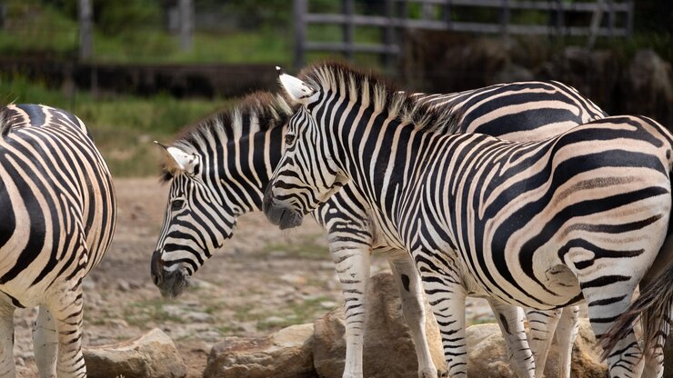 Foto zebra de pie en el campo