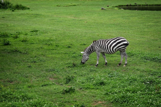 Foto zebra de pie en el campo