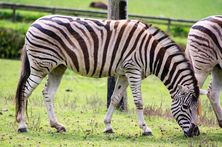 Foto zebra de pie en el parque de vida silvestre de la mansión