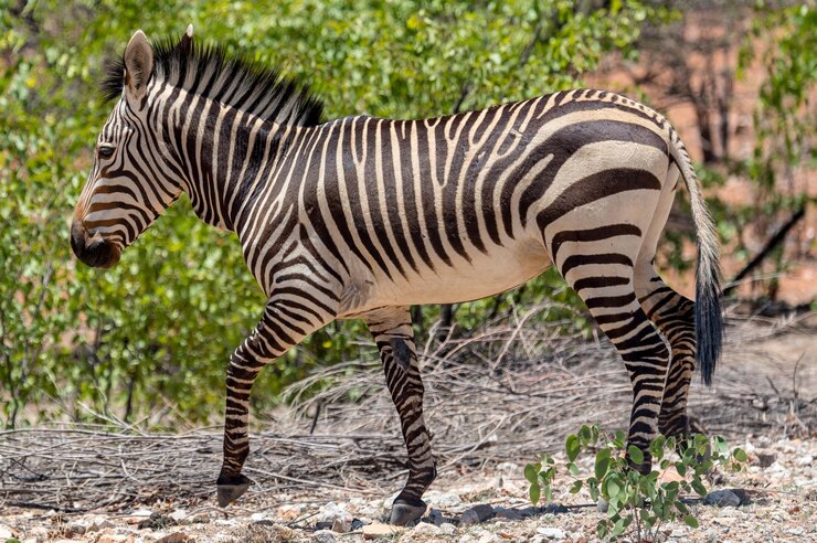 Foto zebra de pie en un parque