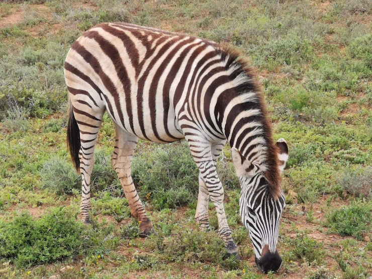 Foto zebra de pie en una tierra