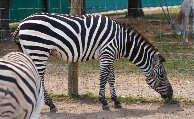 Foto zebra de pie en el zoológico