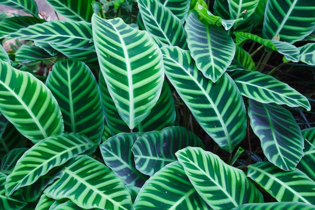 Foto zebra planta (calathea zebrina) planta tropical listrado verde folhas folhagem papel de parede